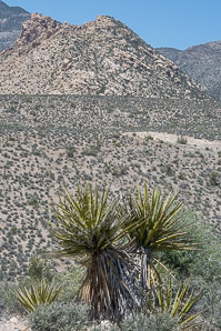 Yucca ×schottii (Mojave yucca, Joshua tree, yucca palm, tree yucca, palm tree yucca, blue yucca, Schott’s yucca, mountain yucca, hoary yucca)