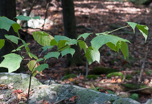 Acer spicatum (mountain maple)