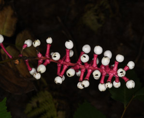 Actaea pachypoda (white baneberry, doll’s eyes)