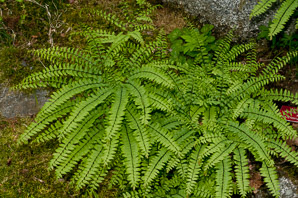 Adiantum aleuticum (western maidenhair fern, five-fingered fern)