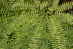 Adiantum pedatum (northern maidenhair fern)