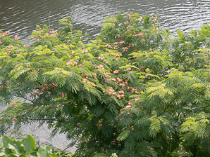 Albizia julibrissin (silktree, Persian silktree, pink silktree, mimosa tree)