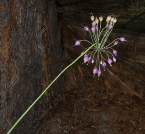 Allium cernuum (nodding onion)