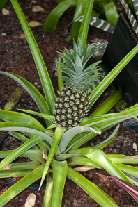 Ananas comosus (pineapple)