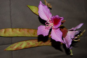 Bauhinia variegata (orchid tree, mountain ebony)