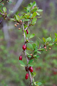 Berberis thunbergii (Japanese barberry, Thunberg’s barberry, red barberry)