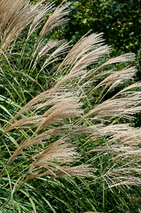 Calamagrostis × (feather reed grass)