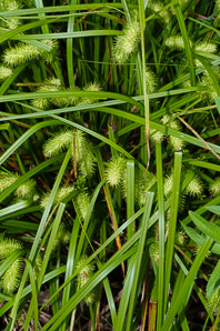 Carex L. (sedge)