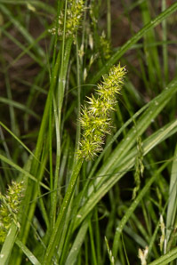 Carex stipata (awl-fruited sedge)