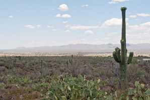 Carnegiea gigantea (saguaro, giant saguaro)