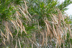 Chilopsis linearis (desert willow)