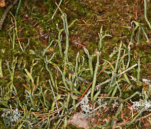 Cladonia rei (wand lichen, cup lichen)