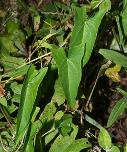 Convolvulus arvensis (field bindweed)