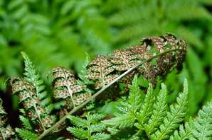 Dryopteris carthusiana (spinulose wood fern, spreading wood fern, toothed wood fern, narrow buckler fern)