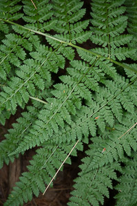 Dryopteris intermedia (evergreen wood fern)