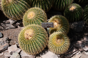 Echinocactus grusonii (golden barrel, golden ball, mother-in-law’s cushion, golden barrel cactus)