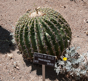 Echinocactus platyacanthus (biznaga de dulce, biznaga gigante, giant barrel cactus, giant biznaga, large barrel cactus)