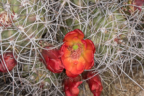 Echinocereus mojavensis (Mojave mound cactus, Mojave kingcup cactus, Mojave hedgehog)