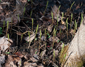 Equisetum fluviatile (water horsetail, swamp horsetail)