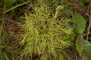 Equisetum pratense (meadow horsetail)