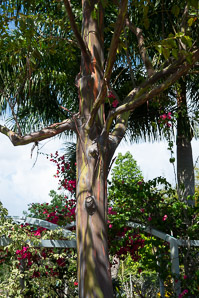 Eucalyptus deglupta (rainbow eucalyptus, Mindano gum, rainbow gum, Indonesian gum)