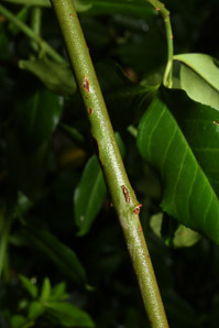 Euonymus fortunei (common wintercreeper, climbing euonymous)