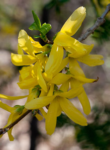 Forsythia × (forsythia)