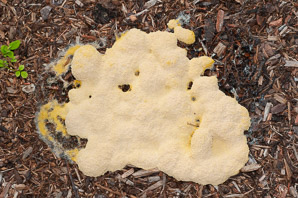 Fuligo septica (slime mold)