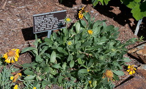 Gaillardia × (blanket flower)