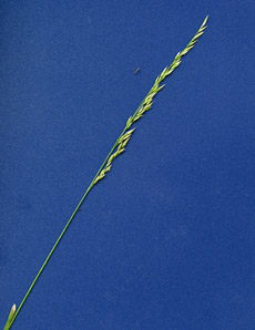 Glyceria melicaria (slender mannagrass)