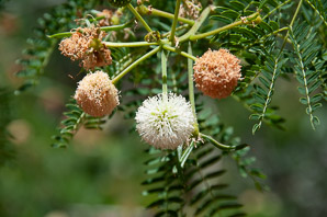 Havardia pallens (tenaza, huajillo, ape’s earring, guajilla, mimosa-bush)