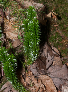 Huperzia selago (northern firmoss, fir clubmoss)