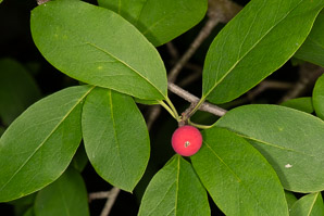 Ilex mucronata (mountain holly, swamp holly, catberry)