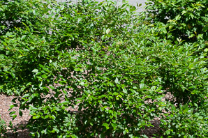 Ilex verticillata (winterberry holly, American winterberry)