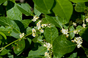 Ilex verticillata (winterberry holly, American winterberry)