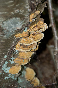 Ischnoderma resinosum (late fall polypore, resinous polypore)