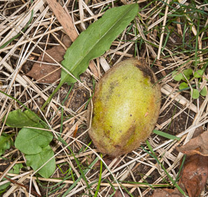 Juglans cinerea (butternut, white walnut)