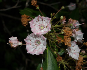 Kalmia latifolia (mountain laurel, spoonwood, ivybush, calico bush, lambkill, clamoun)
