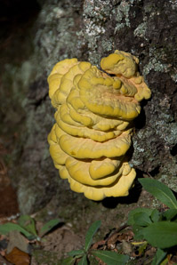 Laetiporus sulphureus (sulphur shelf, chicken of the woods, chicken mushroom, chicken fungus)