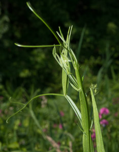 Lathyrus palustris (marsh vetchling, marsh pea)