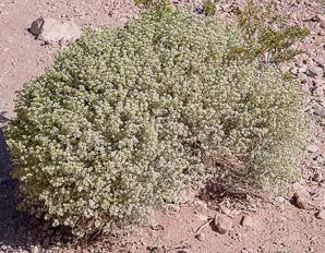 Lepidium montanum (mountain pepperweed, mountain peppergrass, western peppergrass)