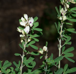 Lespedeza cuneata (silky bush clover, Chinese bush clover, Chinese lespedeza, perennial lespedeza, sericea lespedeza)