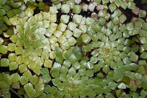 Ludwigia sedioides (mosaic plant)
