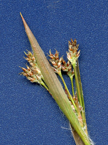 Luzula multiflora (common woodrush, heath wood-rush)