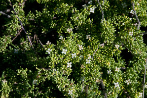 Lycium californicum (California boxthorn, California desert-thorn)