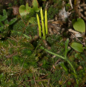 Lycopodium clavatum (common clubmoss)