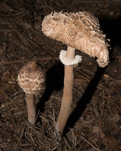 Macrolepiota rachodes (shaggy parasol mushroom)