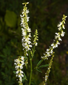 Melilotus officinalis (white sweet clover, yellow sweet clover, sweet clover)