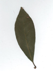 Nyssa sylvatica (black gum, black tupelo, swamp tupelo)