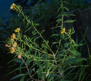 Oenothera biennis (common evening primrose)